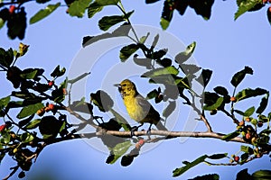 Orchard Oriole  808063