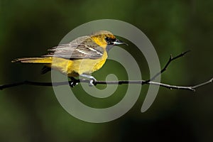 Orchard Oriole (First-summer male)
