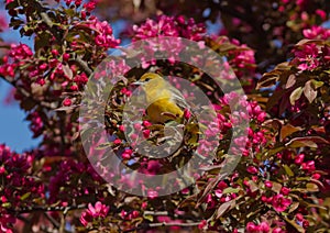 Orchard oriole with pink blossoms