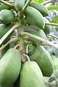 Orchard Papayas