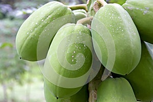 Orchard Papayas