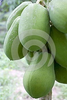 Orchard Papayas