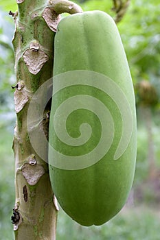 Orchard Papayas