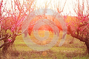 Orchard of peach trees bloomed in spring