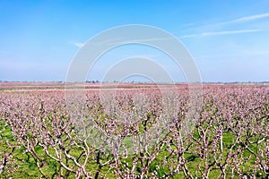 Orchard of peach trees bloomed in spring