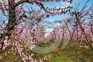 Orchard of peach trees bloomed in spring.Aerial shot with drone