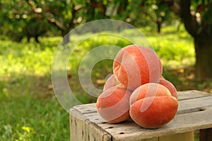 Orchard peaches