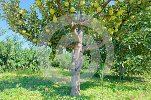 Orchard of pear