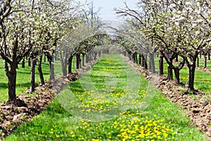 Orchard of plum trees