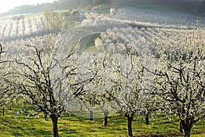 Orchard plums two