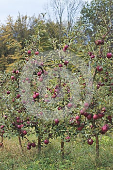 Orchard red apple trees