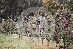 Orchard red apple trees