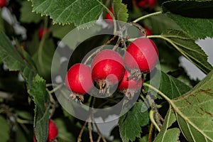 Orchard. Red ripe large-fruited hawthorn berries Latin: Crataegus aestivalis on a background of green leaves. Red berries close-