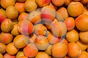 An orchard. Ripe apricots Latin: Prunus armeniaca. Background / texture of juicy, fresh apricots