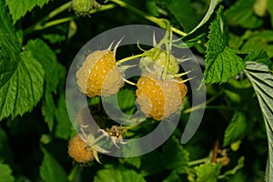 An orchard. Ripe yellow raspberries Latin: Rubus idaeus on a bush on a background of green leaves, closeup