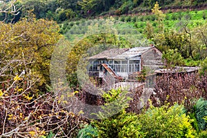 orchard and rural house in village in Kakheti