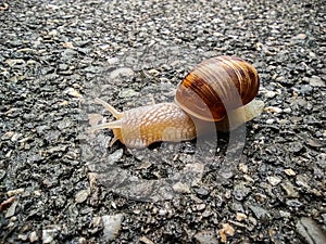 Orchard snail on asphalt