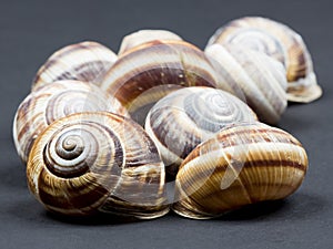 Orchard snail (Helix pomatia) - shell