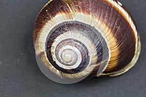 Orchard snail -Helix pomatia shell