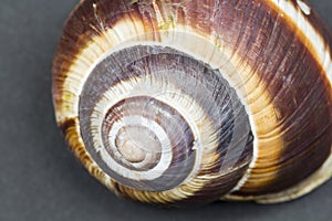 Orchard snail -Helix pomatia shell