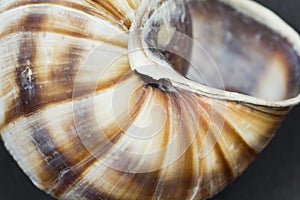 Orchard snail -Helix pomatia shell