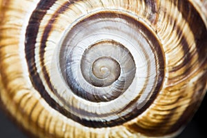 Orchard snail -Helix pomatia shell