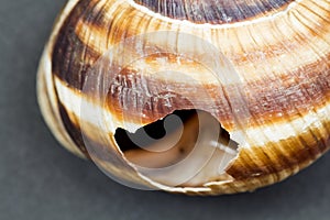 Orchard snail -Helix pomatia shell