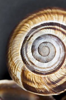 Orchard snail -Helix pomatia shell