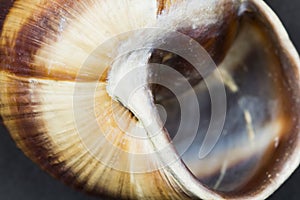 Orchard snail Helix pomatia - shell