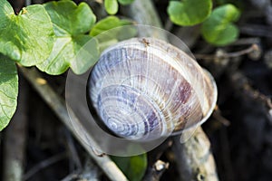 Orchard snail Helix pomatia - shell