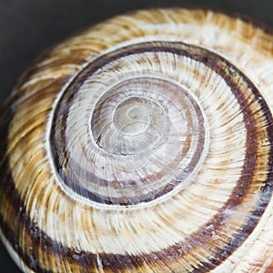 Orchard snail Helix pomatia - shell