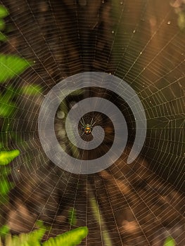 Orchard spider