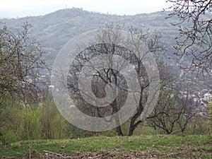 ORCHARD in the spring