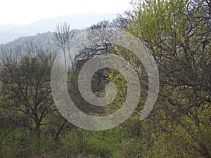 ORCHARD in the spring