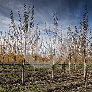 Orchard in spring