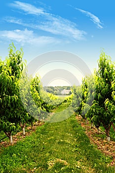 Obstgarten im frühjahr 