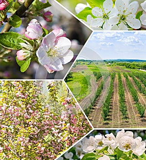 Orchard in spring. Cherry, plum, apricot and apple trees bloom. collage