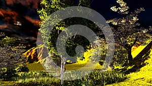 Orchard in spring time