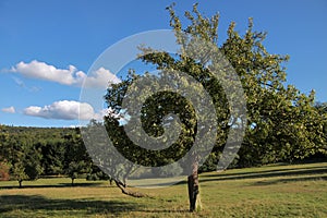 Orchard in summer time
