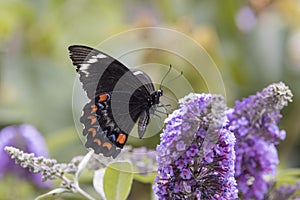 Orchard Swallow-tail Butterfly