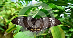 Orchard Swallowtail Butterfly