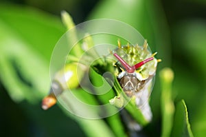 Orchard Swallowtail Butterfly Caterpillar Papilio