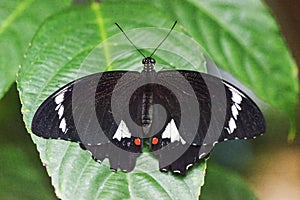 Orchard swallowtail butterfly macro closeup.