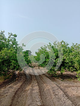 Orchard of sweet orange plants.