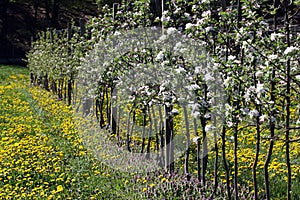 Orchard at the time of spring bloom