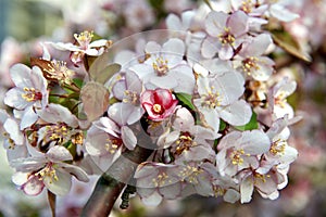 Orchard tree with Spring Colour