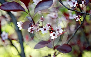 Orchard tree with Spring Colour