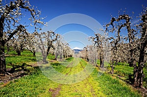 Orchard trees and mount adamson