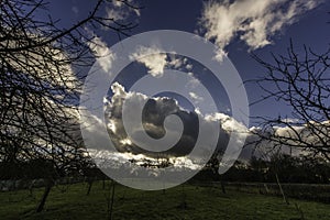 Orchard under the clouds