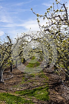 Orchard View in Spring Blossom